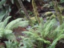 Volume 75, Image 2382