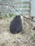 Volume 78, Image 2457