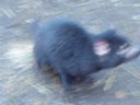 Volume 78, Image 2471