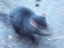 Volume 78, Image 2478