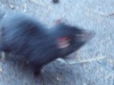 Volume 78, Image 2481