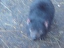 Volume 78, Image 2483