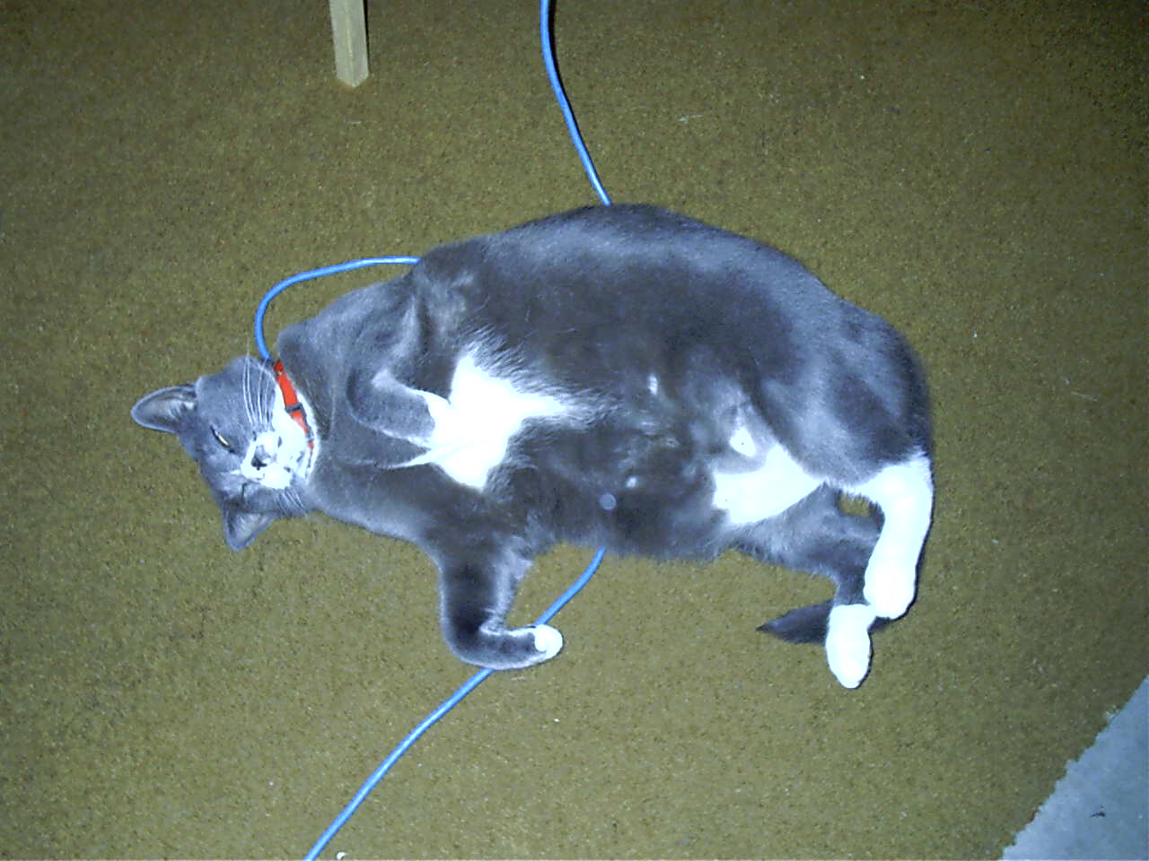 Friends cat5. h0h0h0.