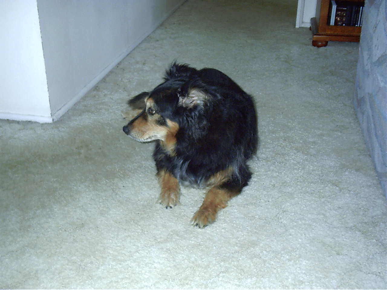 My puppy. (yes! he's a puppy still! Accept it!)