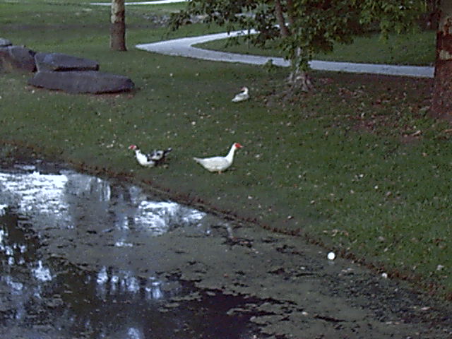 Quack.