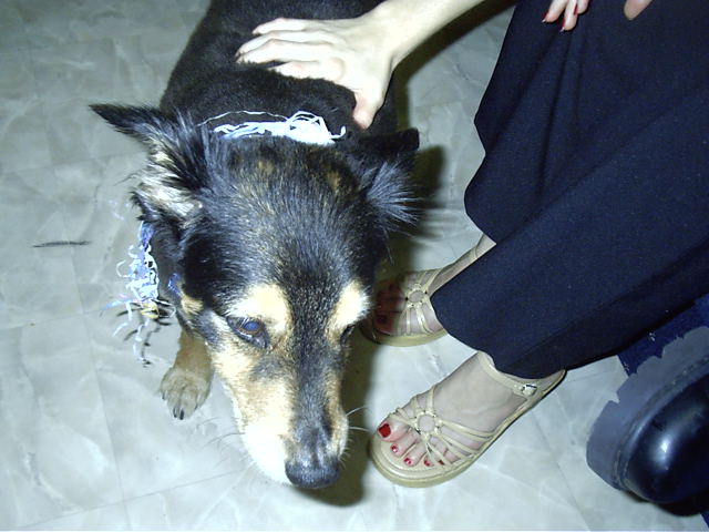 Oscar gets into the party spirit