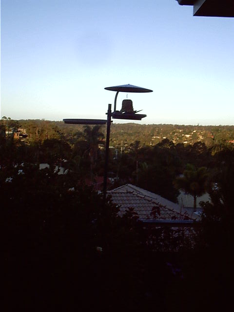 Birds use the feeder till the cat came along