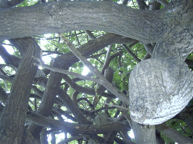 With kewl trees