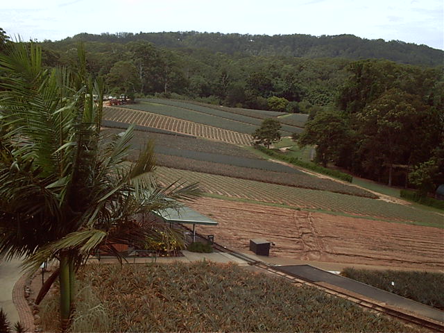 Many a pineapple is grown