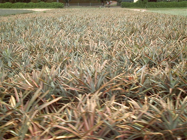 Many pineapples