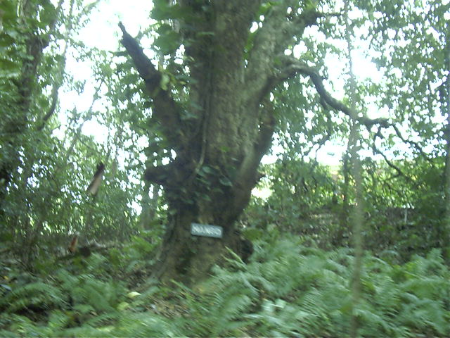 Mango tree