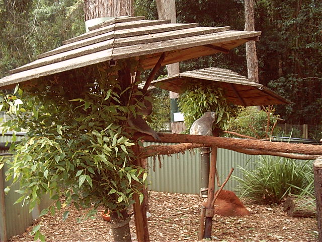Koala area