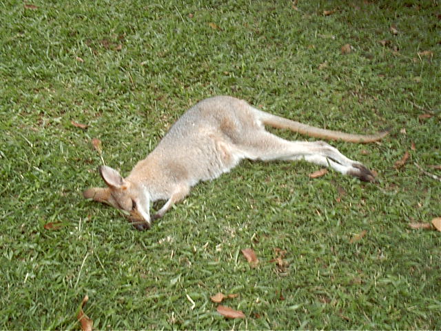 Wake up sleepy head