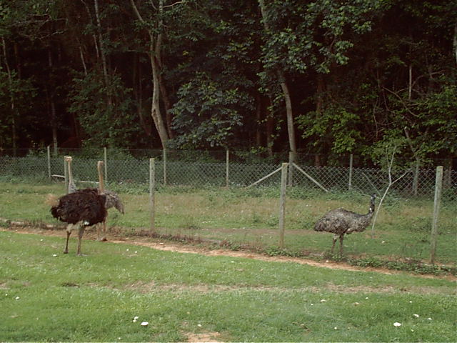 Some Emu's