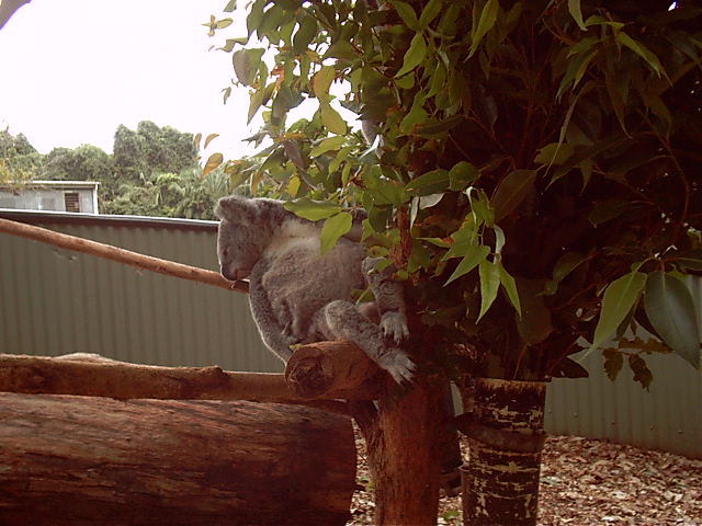 Sleep koala