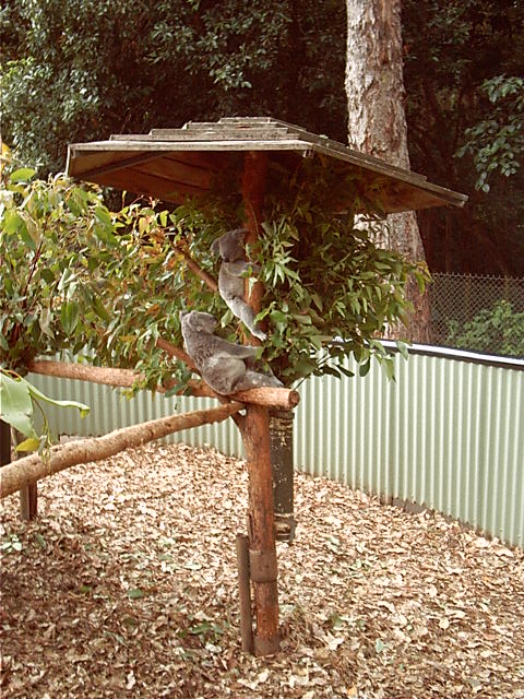 More koalas