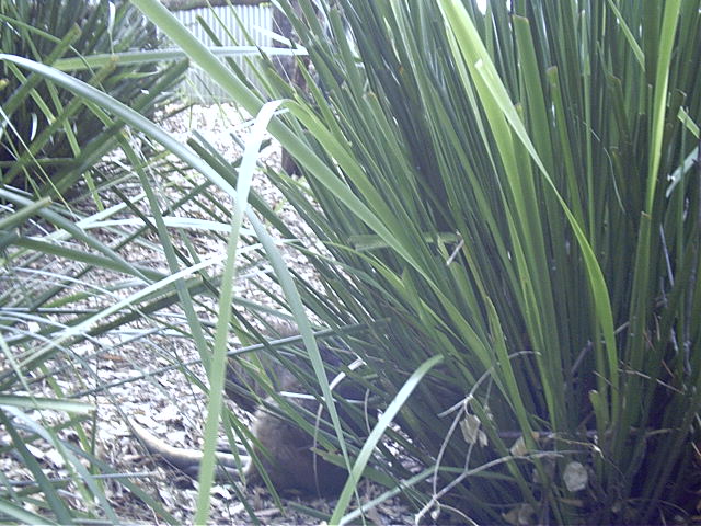 Some small rodent