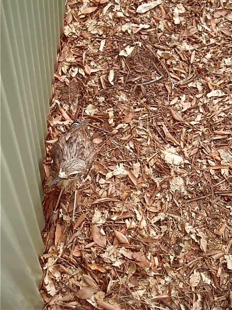 And a bird