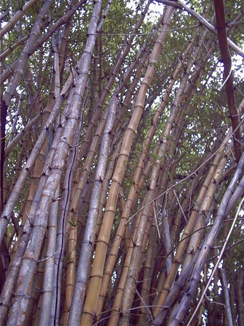 Free bamboo