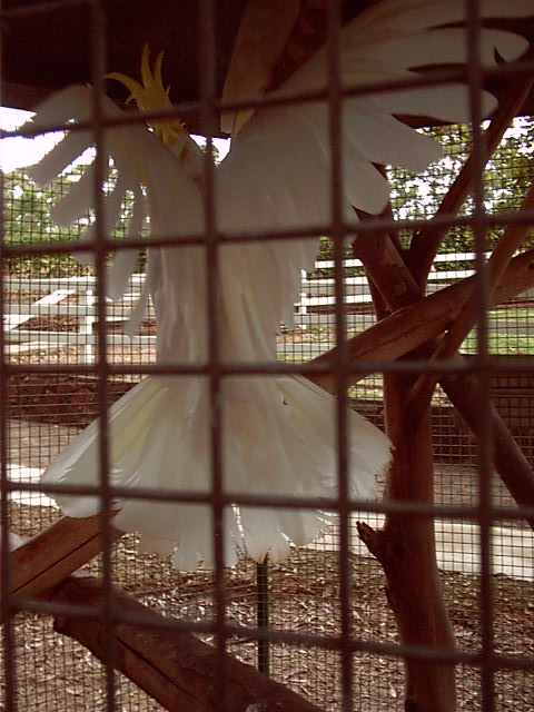 A really loud bird