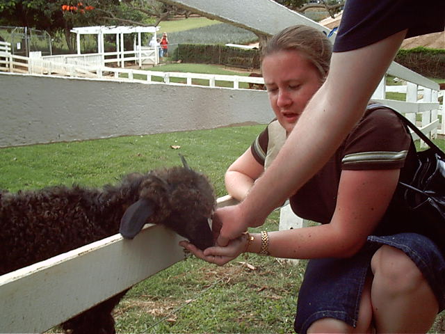 Goat feeding time