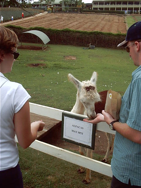 A Llama or 3