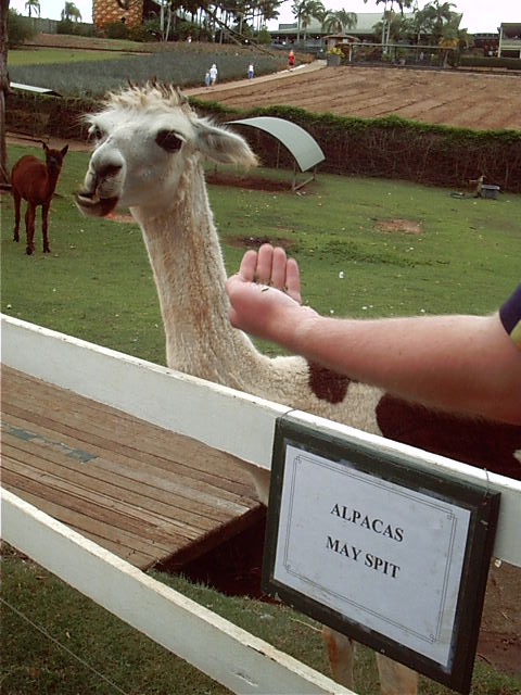 I TOUCHED THE LLAMA!