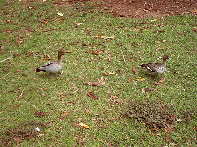 Ducks