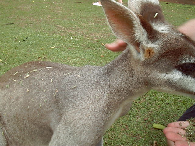 Ain't it cute