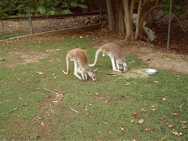 Some more kangaroos