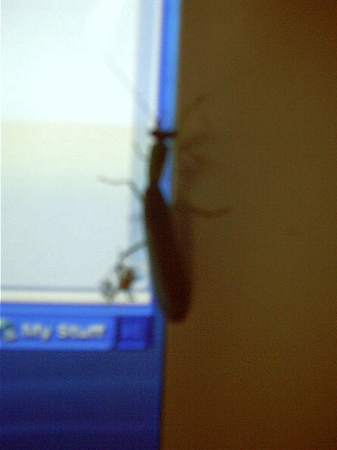 Freaky thing. I was sitting there and a Praying Mantis flew and landed on monitor.