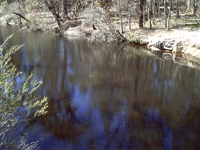 A pond with a turtle