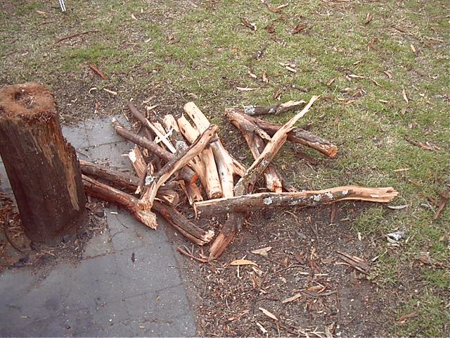 After much effort, some more wood for fire