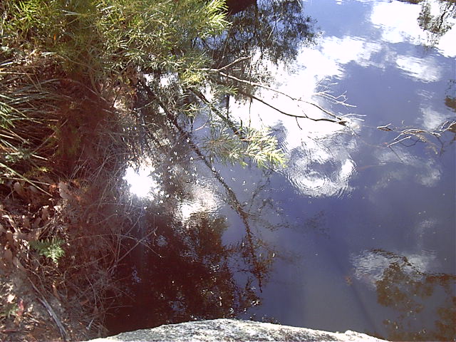 Many a small creature swims here