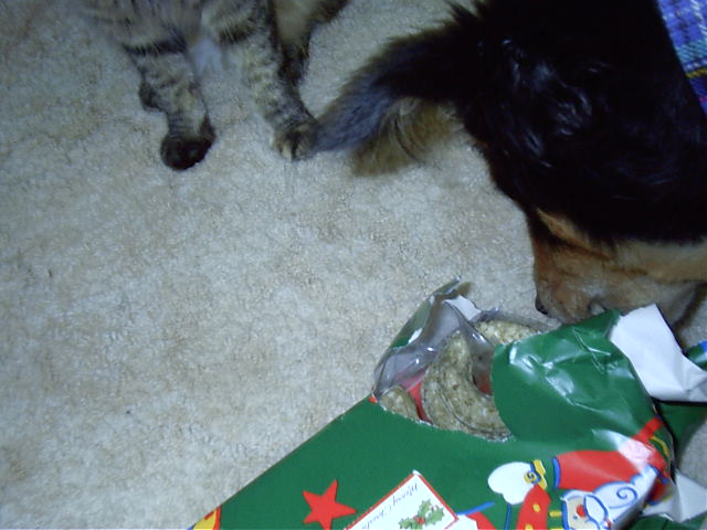 Sushi checks out the 'hunt'.