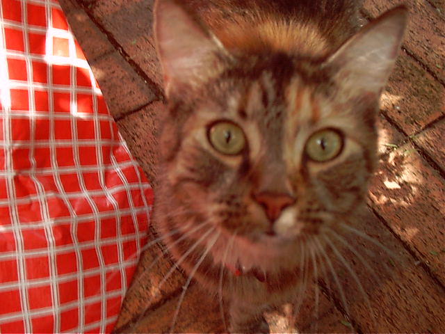 Sushi the cat checks out the action and the camera.