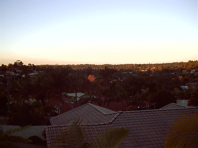 A kewl orange tree in the sunset