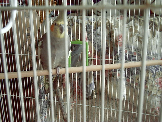 Their birdy.