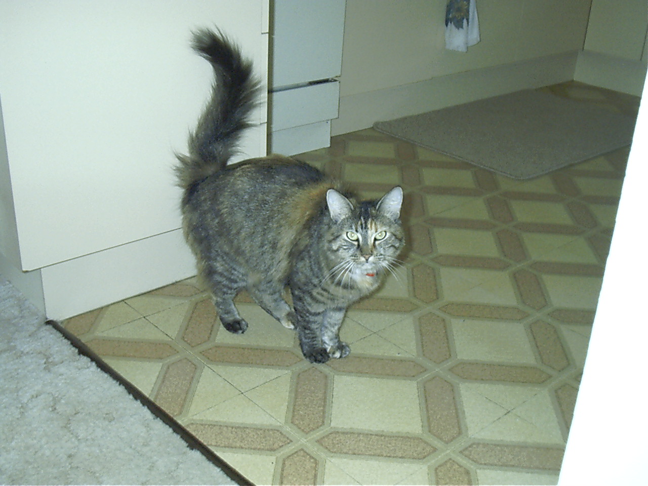My sisters cat. She got it then moved out. Evil cat.