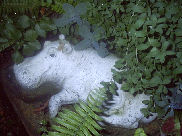 A rare Garden-Hippo.