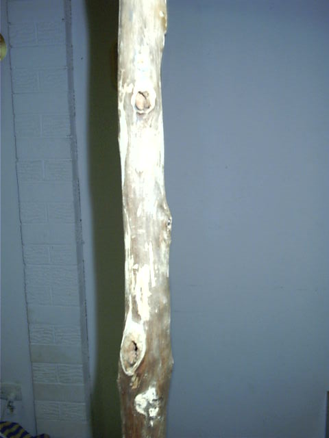When I found this, it was the home of 1000s of ants.