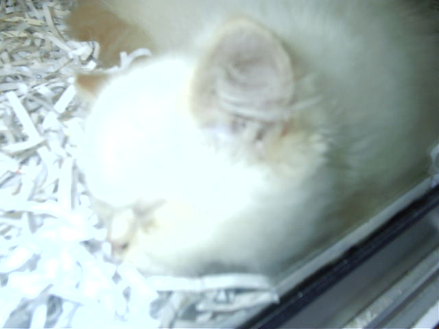 Kitty! Kitty! Kitty!