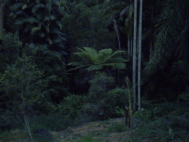 Now you see rainforest.