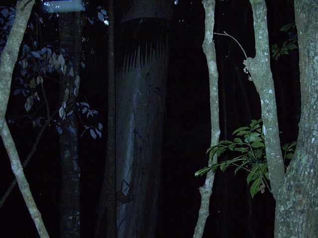 That was a big-arsed tree trunk.