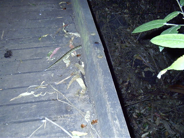 The snake i nearly stood on.