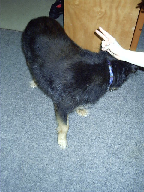 Tanya torments my dog.