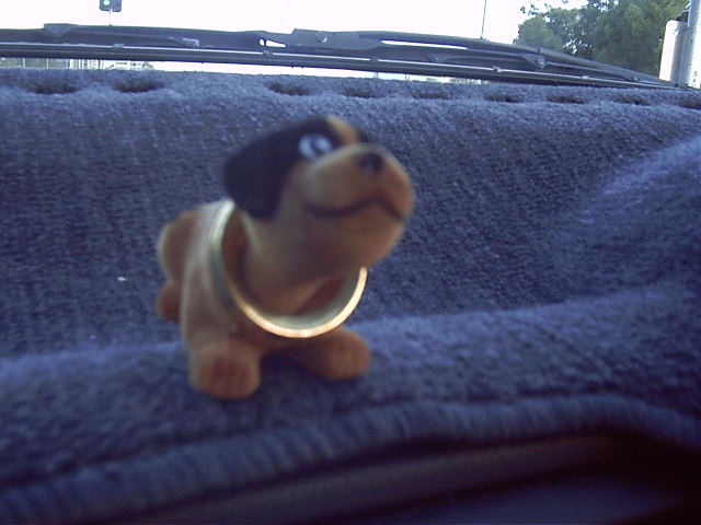 The car dog. Very agreeable