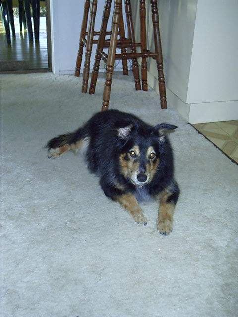 Dog, also not connected to TV