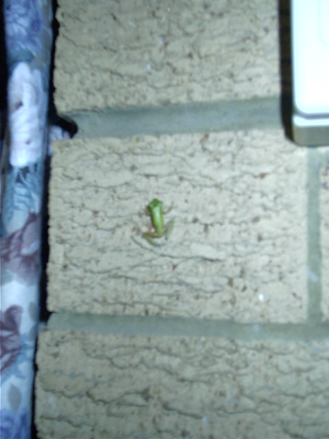 Smallest. Frog. Ever.