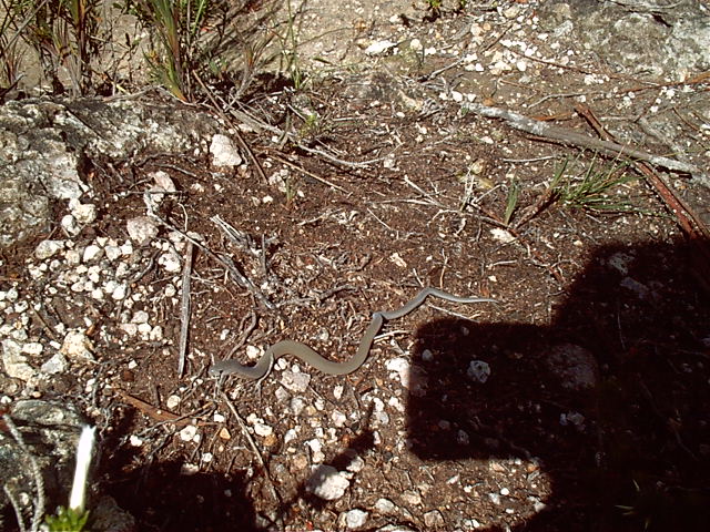 Free tiny snake!